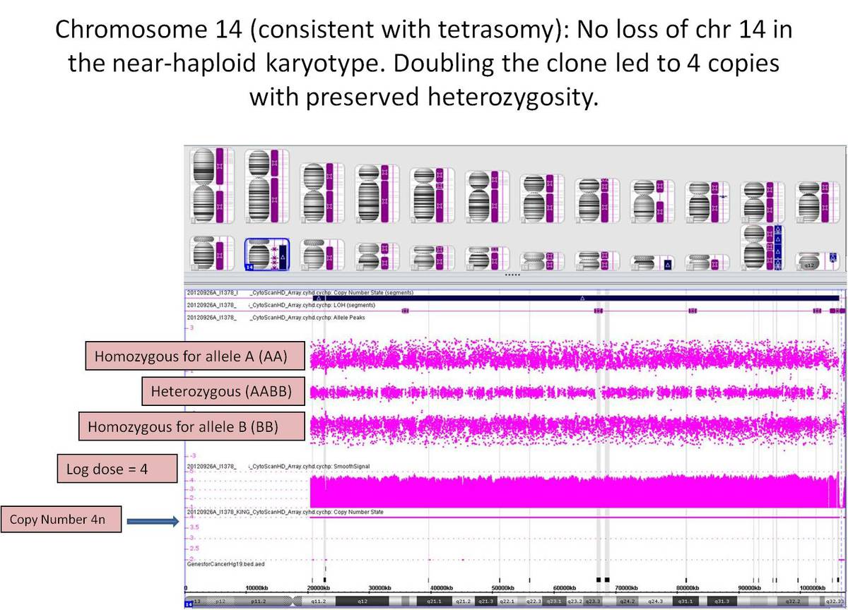 SNP array of chromosome 14